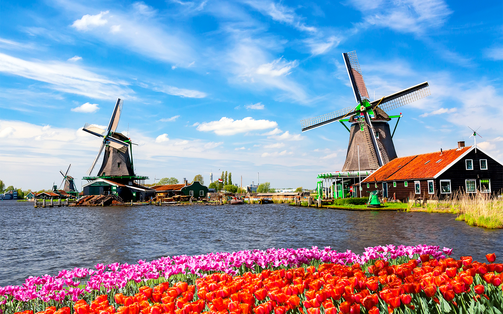 Traditional Dutch windmills by a river with tulips in a town under a blue sky.