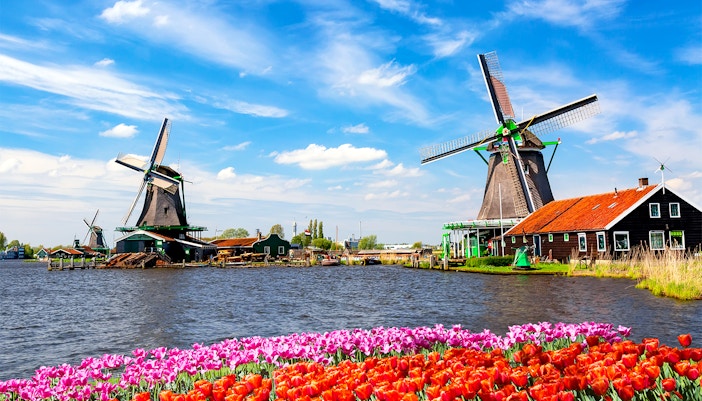 Traditional Dutch windmills by a river with tulips in a town under a blue sky.