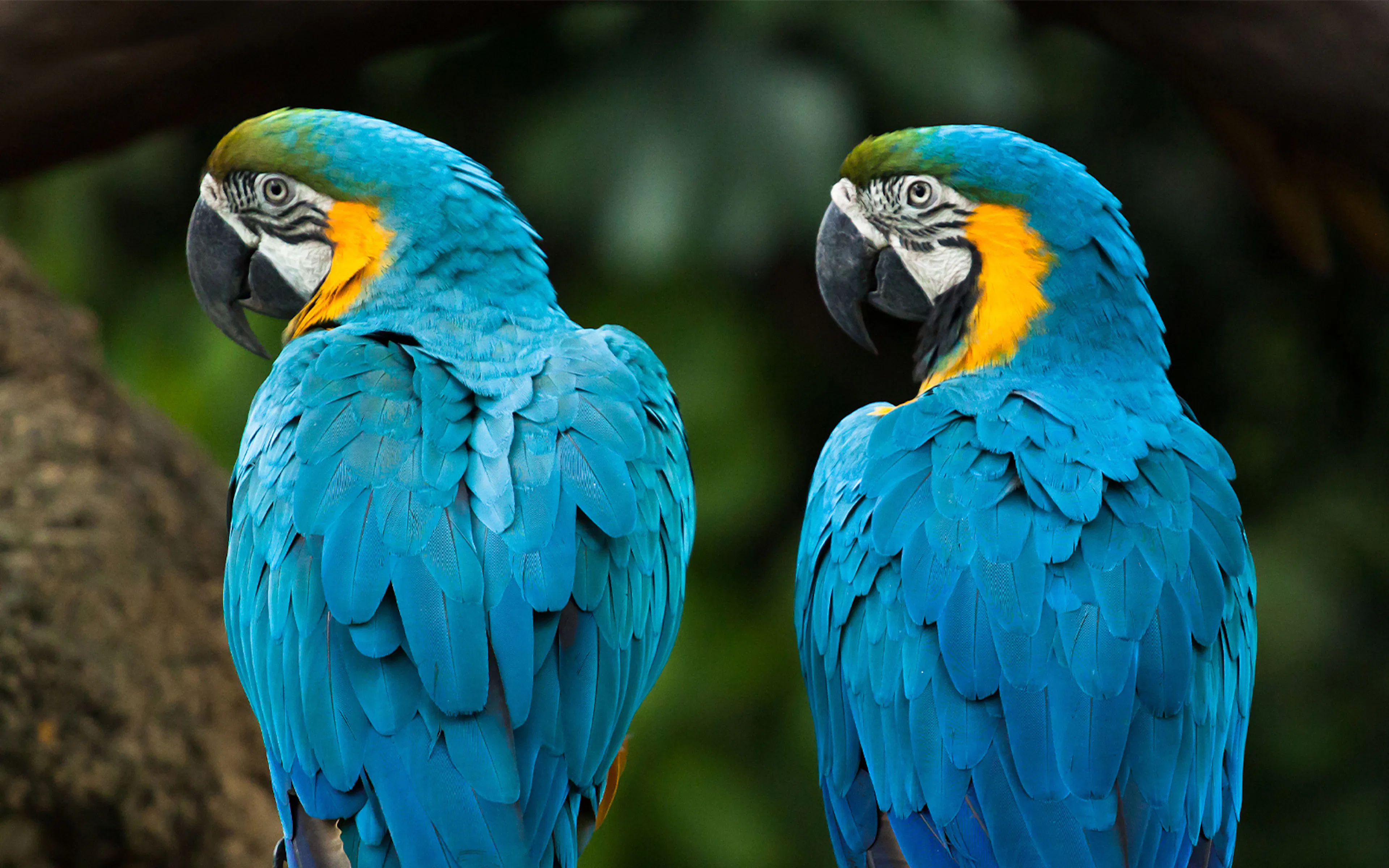 Two blue and yellow macaws