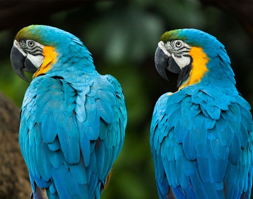 Bird Paradise, Singapore