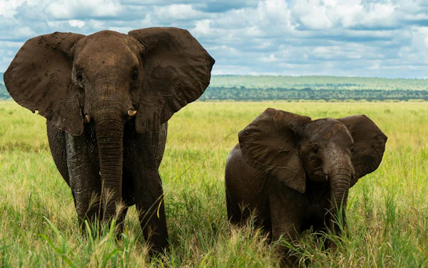From Arusha: Ngorongoro Crater Safari Day Trip