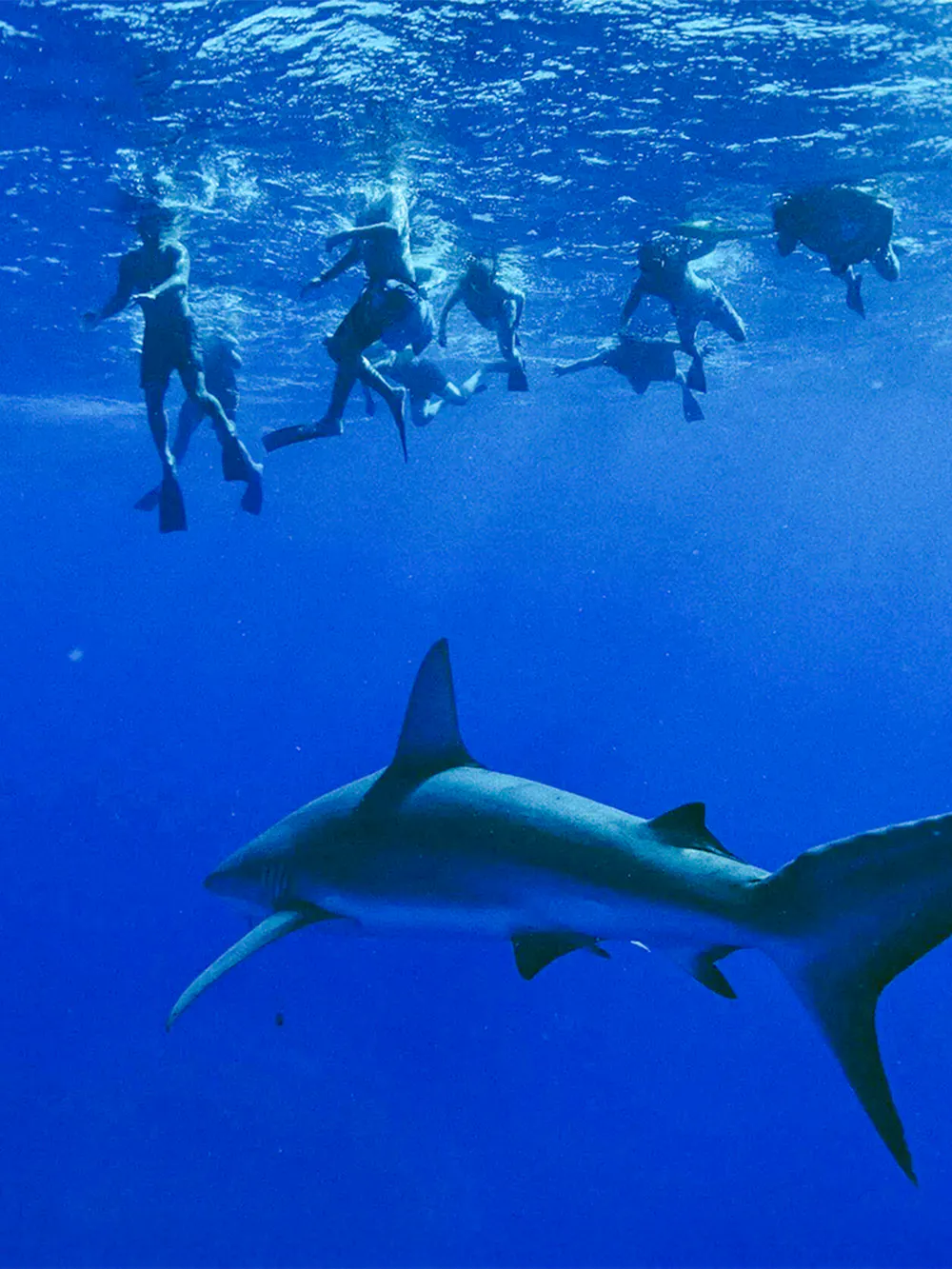Group of snorkelers observing a shark underwater during O'ahu Shark Dive Tour.