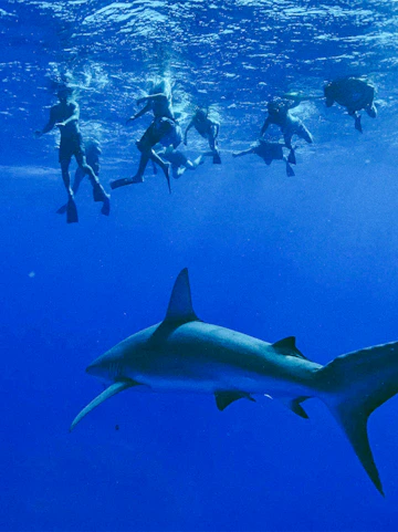 Group of snorkelers observing a shark underwater during O'ahu Shark Dive Tour.