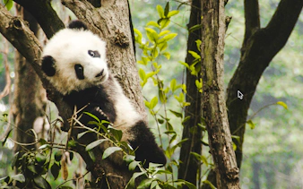 Giant panda resting in a tree at Chengdu Research Base of Giant Panda Breeding.
