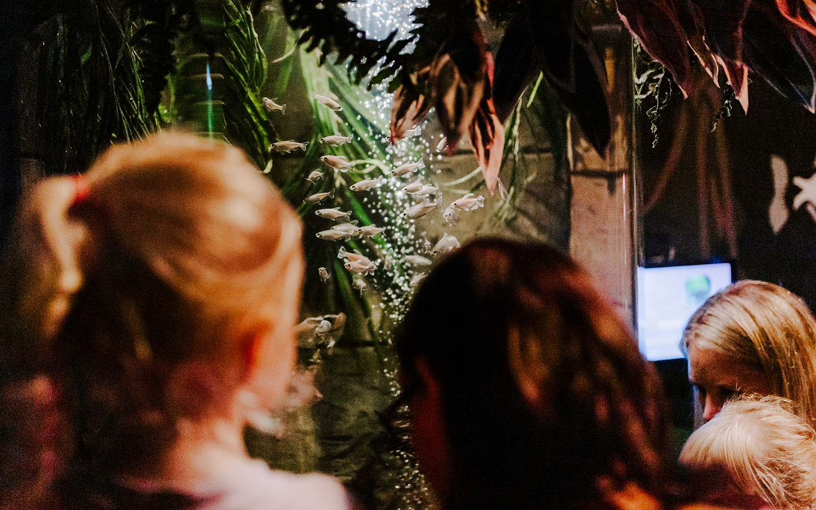 Visitors observing fish tank at SEA Life Brighton.