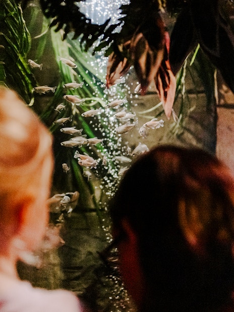 Visitors observing fish tank at SEA Life Brighton.