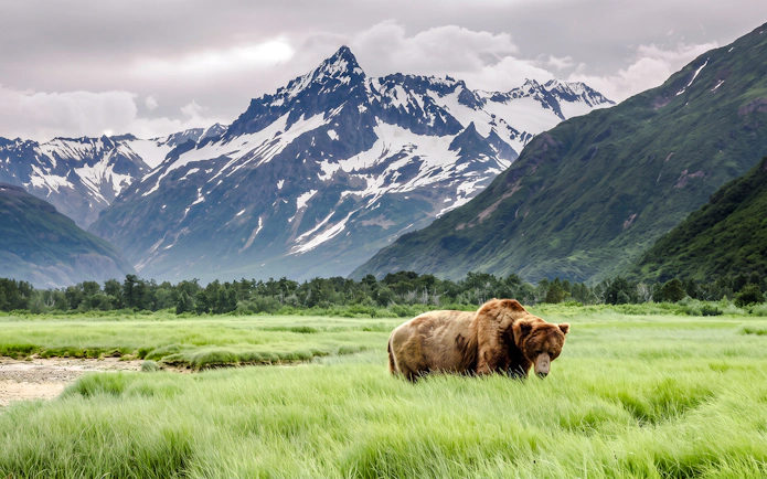 Brown bear in grassy field with snow-capped mountains, Arctic Circle tour.