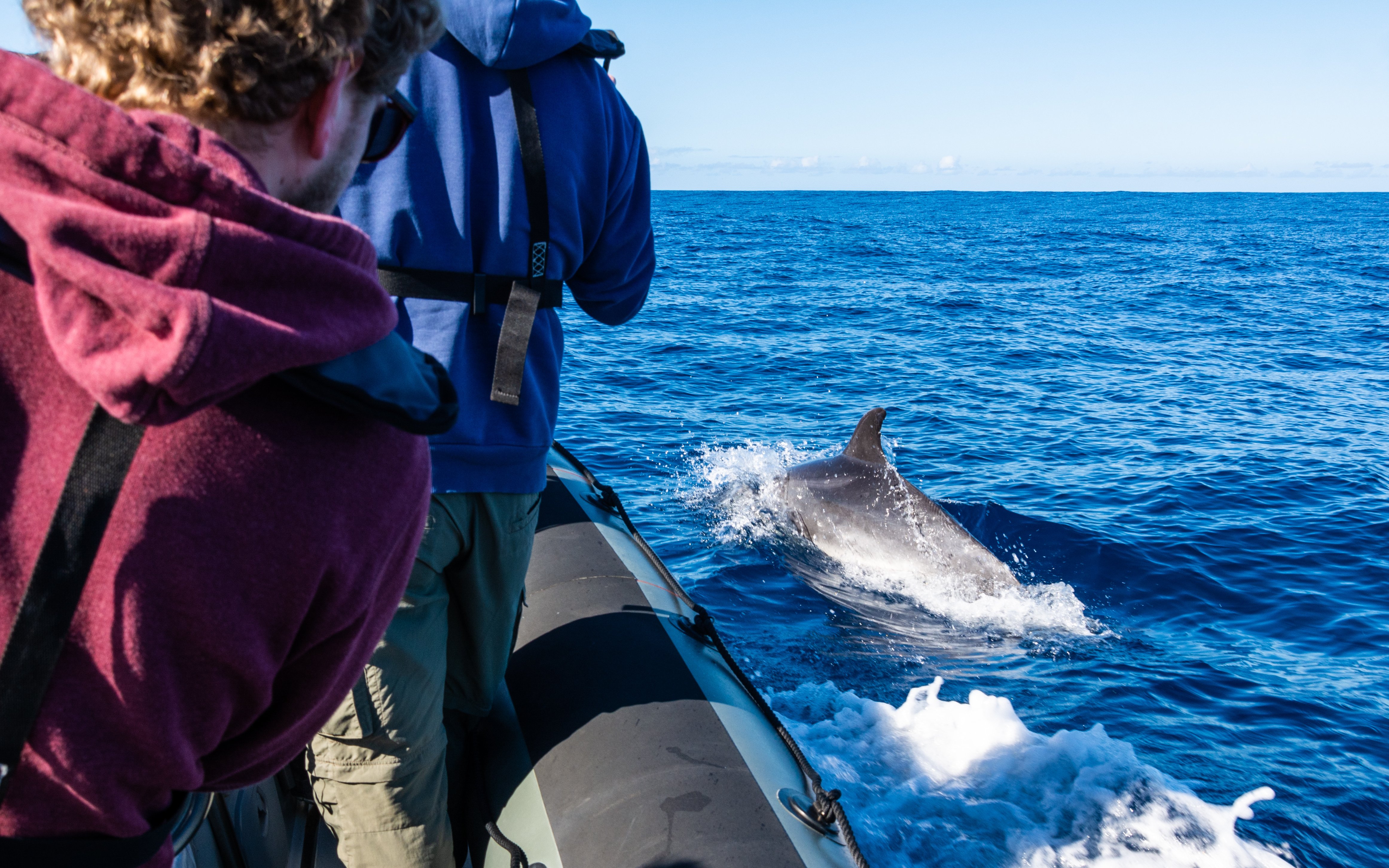 People on a boat watching a dolphin in the ocean near Portugal.