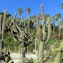 Giardini Mossèn Costa i Llobera
