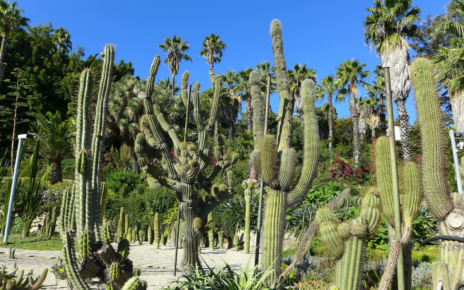 Mossen Costa i Llobera Gardens Barcelona Travel Card