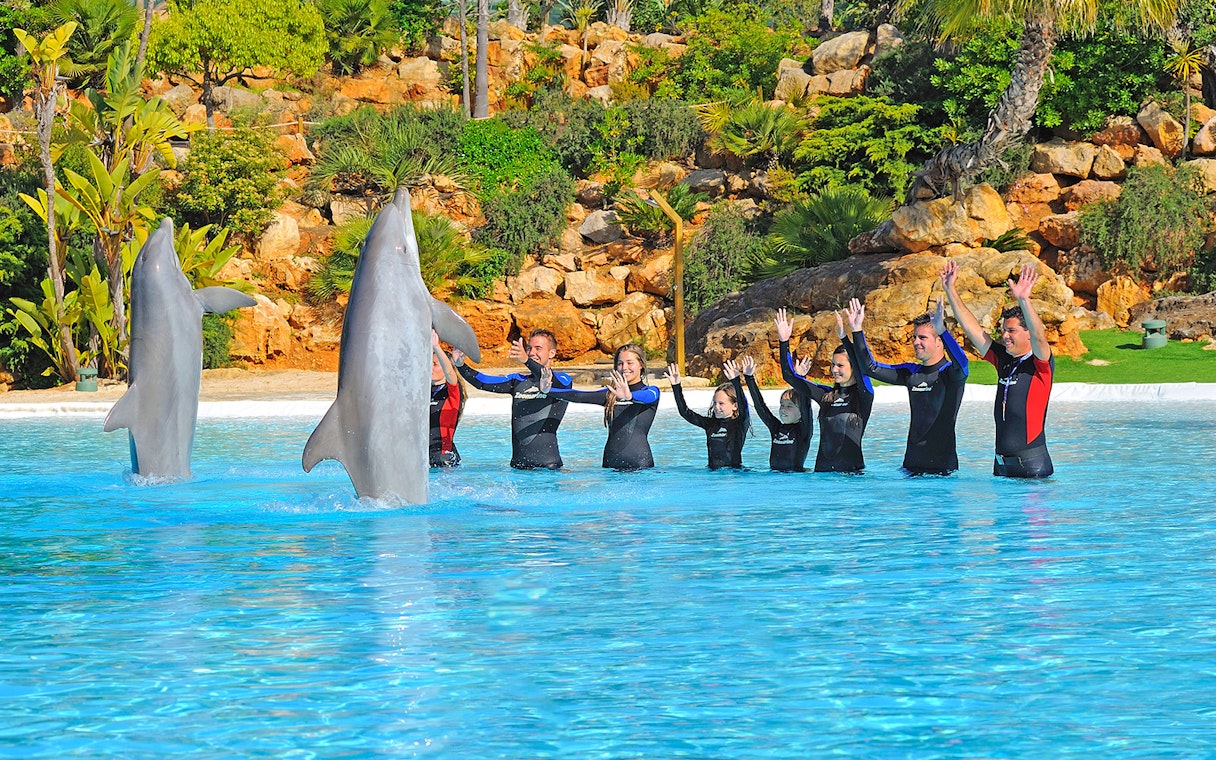 People interacting with dolphins at Zoomarine's Dolphin Emotions Experience.