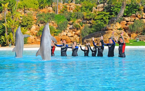 People interacting with dolphins at Zoomarine's Dolphin Emotions Experience.