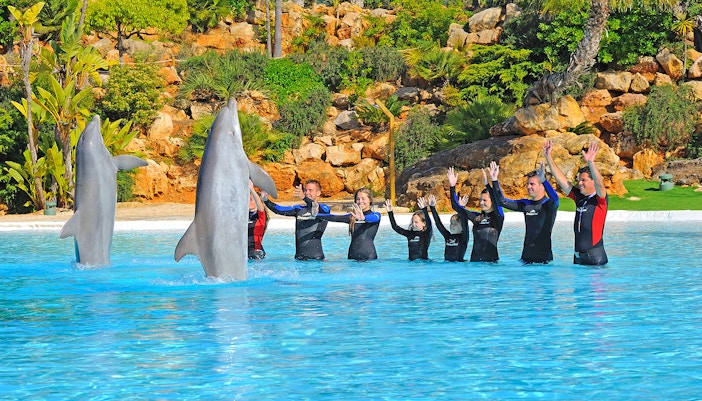 Dolphins performing at Zoomarine, Albufeira, part of the Dolphin Emotions Experience.