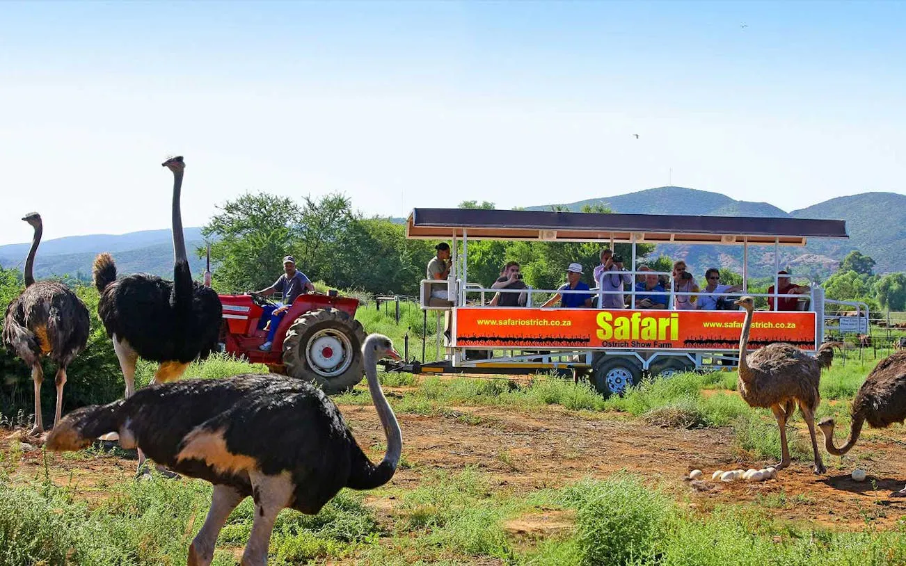 garden route private customizable tour with guide-driver and vehicle-6