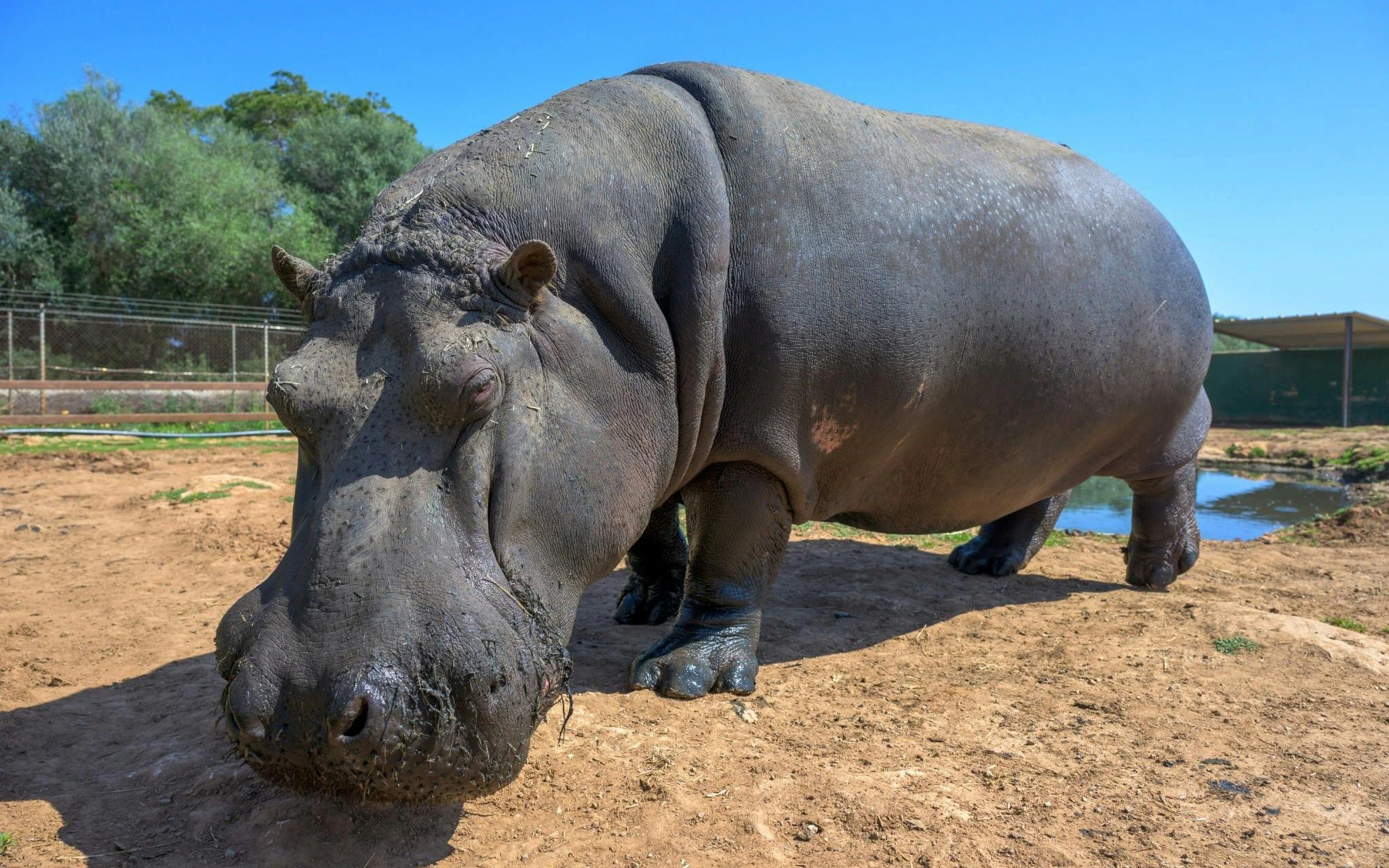 Hippo walking on sandy ground at Safari Mallorca.