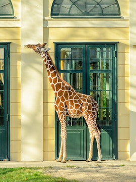 Giraffe standing near a building at Schönbrunn Zoo, Vienna.