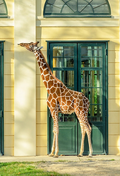 Giraffe standing near a building at Schönbrunn Zoo, Vienna.
