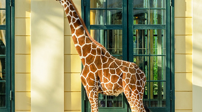 Giraffe standing near a building at Schönbrunn Zoo, Vienna.