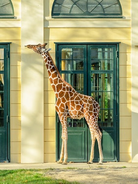 Giraffe standing near a building at Schönbrunn Zoo, Vienna.