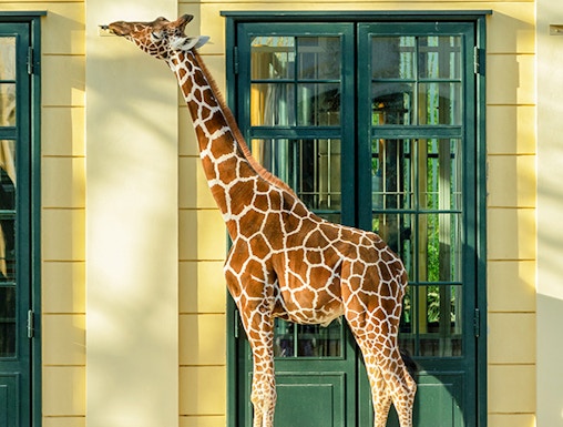 Giraffe standing near a building at Schönbrunn Zoo, Vienna.