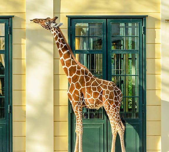 Giraffe standing near a building at Schönbrunn Zoo, Vienna.
