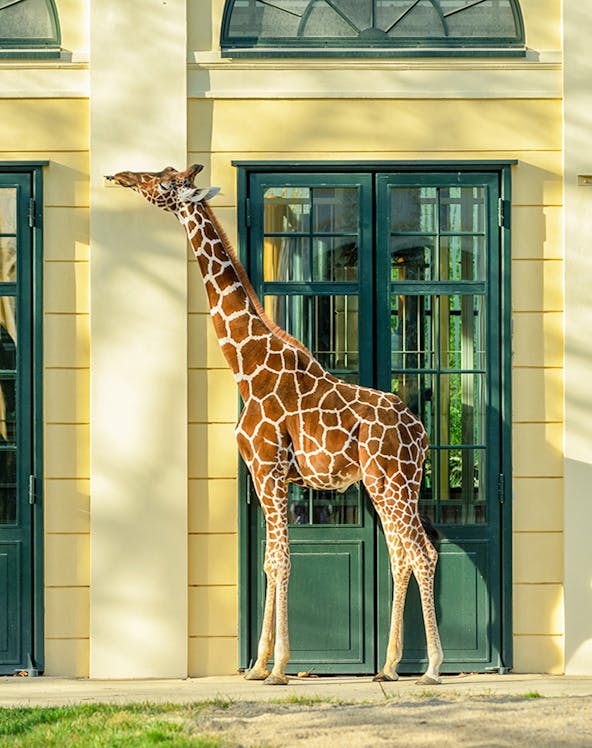 Giraffe standing near a building at Schönbrunn Zoo, Vienna.