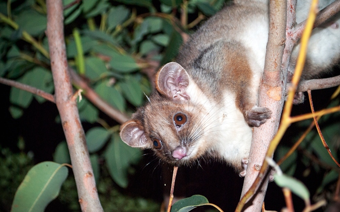 Possum in a tree during the Evening Rainforest & Glow Worm Experience.