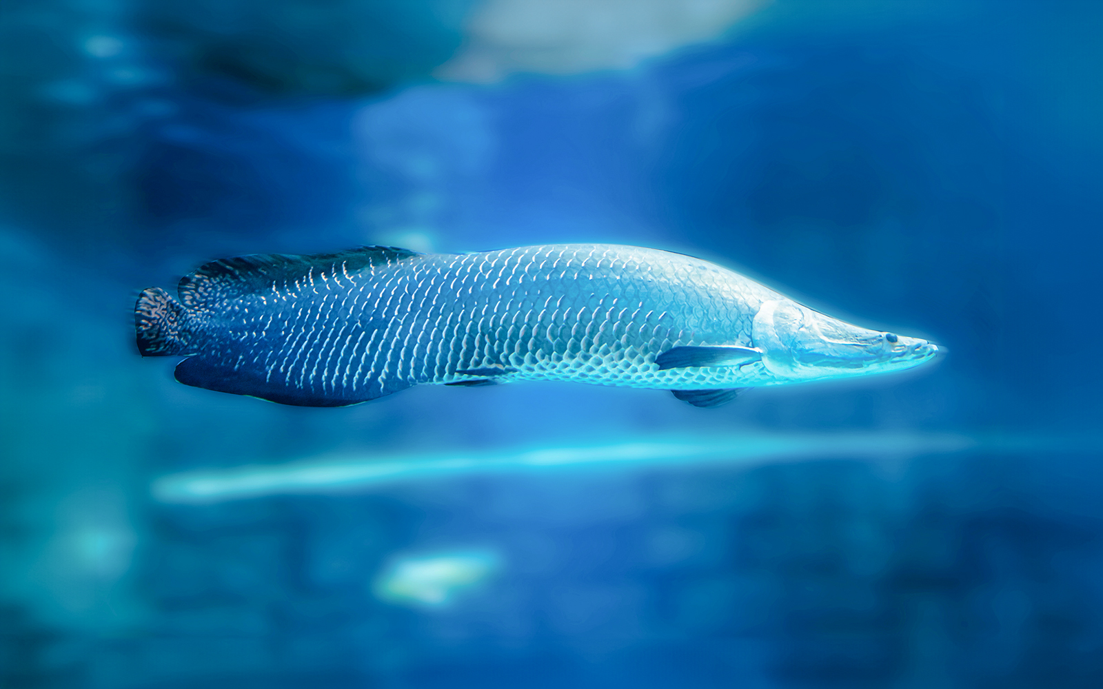 Langkawi Underwater World