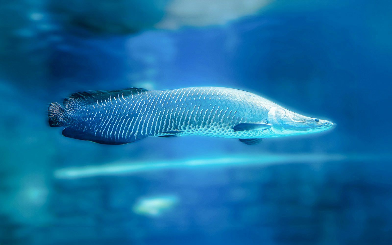Arapaima swimming in a large aquarium exhibit.