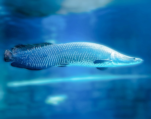 Langkawi Underwater World