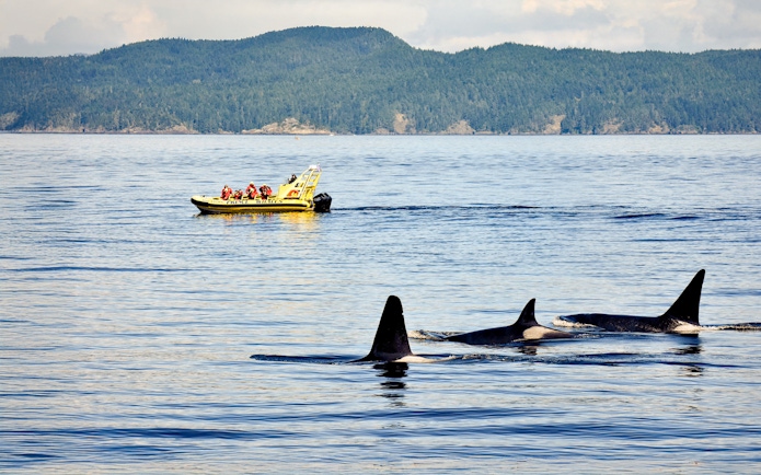 Whale watching tour boat with passengers observing orcas in the ocean.