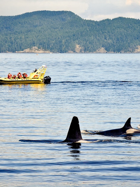 Whale watching tour boat with passengers observing orcas in the ocean.
