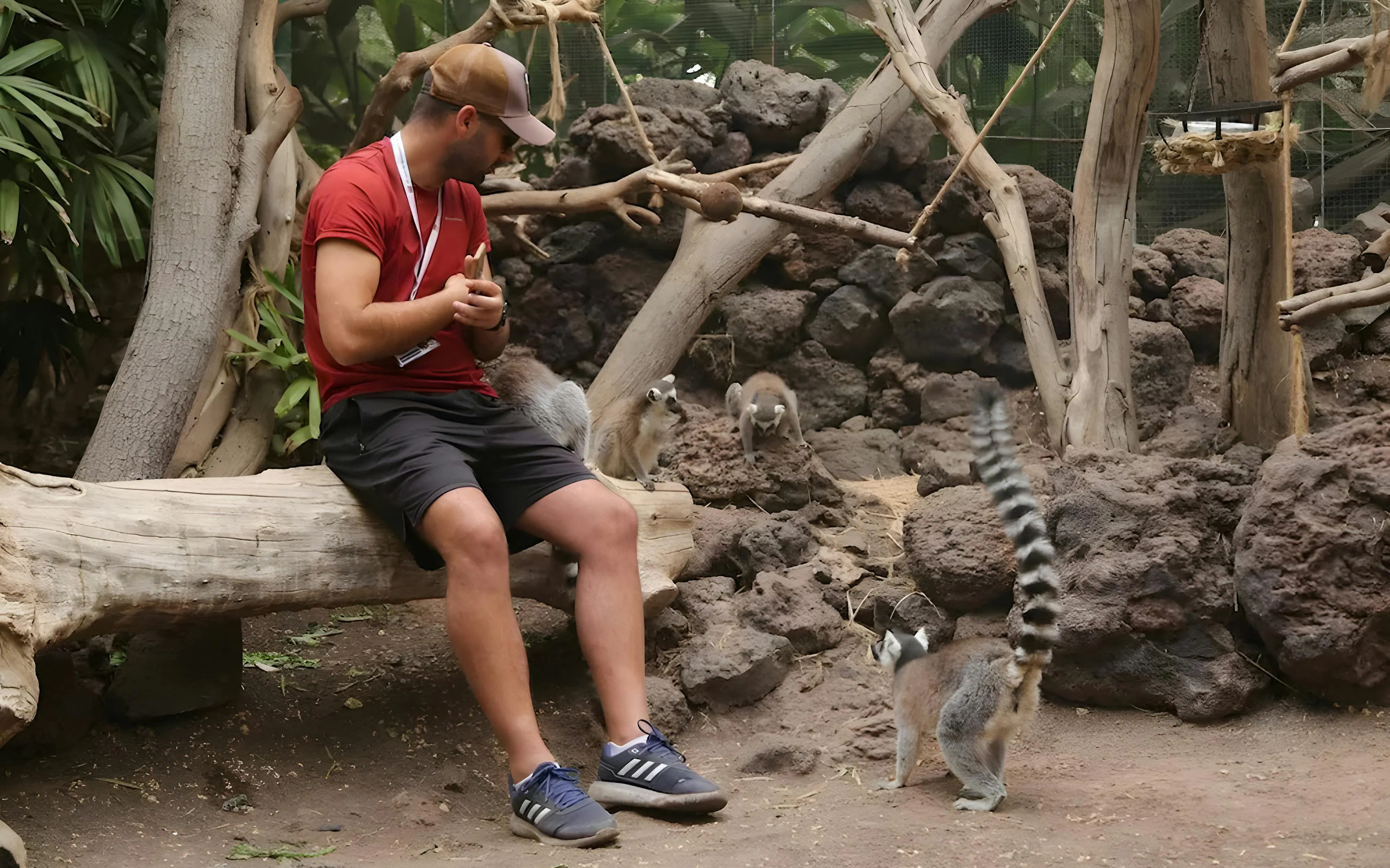 Man interacting with lemurs at Oasis Wildlife park.