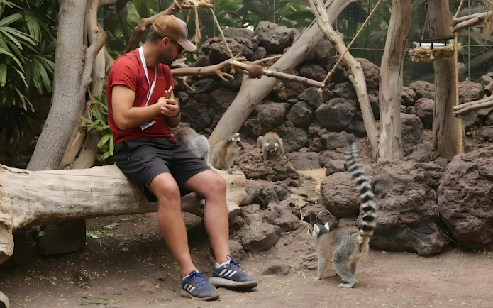 Man interacting with lemurs at Oasis Wildlife park.