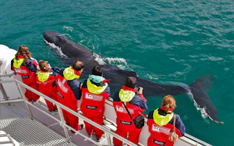 Tourists observing a humpback whale from a boat during a Classic Whale Watching tour in Akureyri.