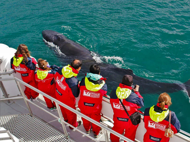 Akureyri 3 Hour Classic Whale Watching Tour By Ship - Reykjavík