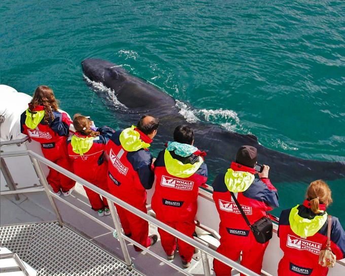 Akureyri: 3-Hour Classic Whale Watching Tour by Ship