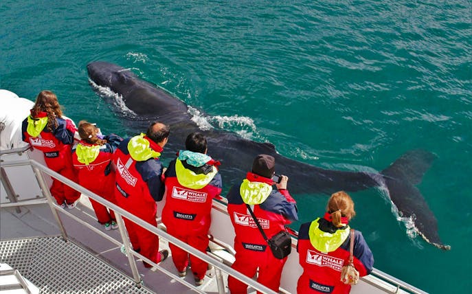 Tourists observing a humpback whale from a boat during a Classic Whale Watching tour in Akureyri.