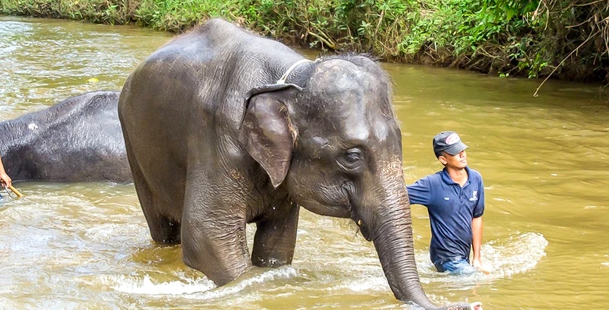Centre national de conservation des éléphants de Kuala Gandah