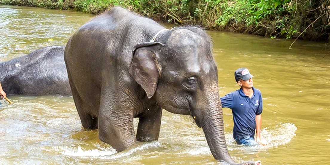 Kuala Gandah National Elephant Conservation Centre
