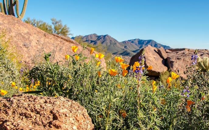 Wildflowers blooming in the Pinnacles Desert with rocky landscape and distant mountains.