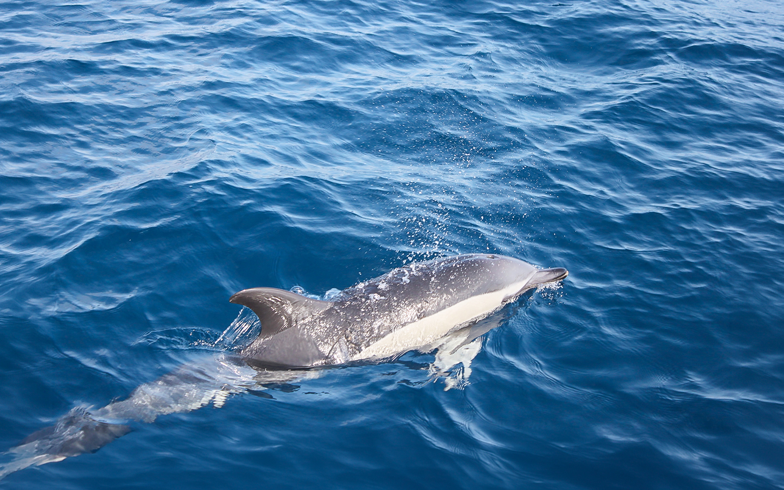 Dolphin swimming near a boat in Lanzarote waters.