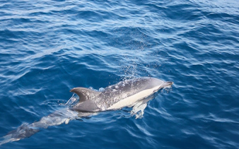 Dolphin swimming near a boat in Lanzarote waters.