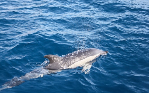 Dolphin swimming near a boat in Lanzarote waters.