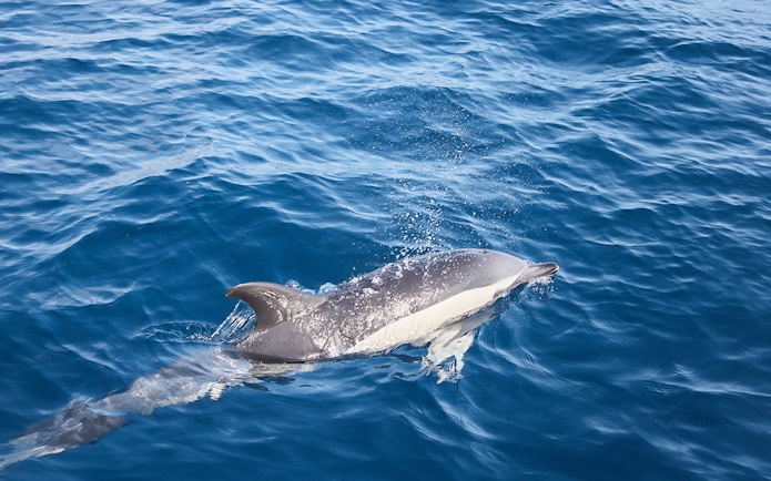 Dolphin swimming near a boat in Lanzarote waters.