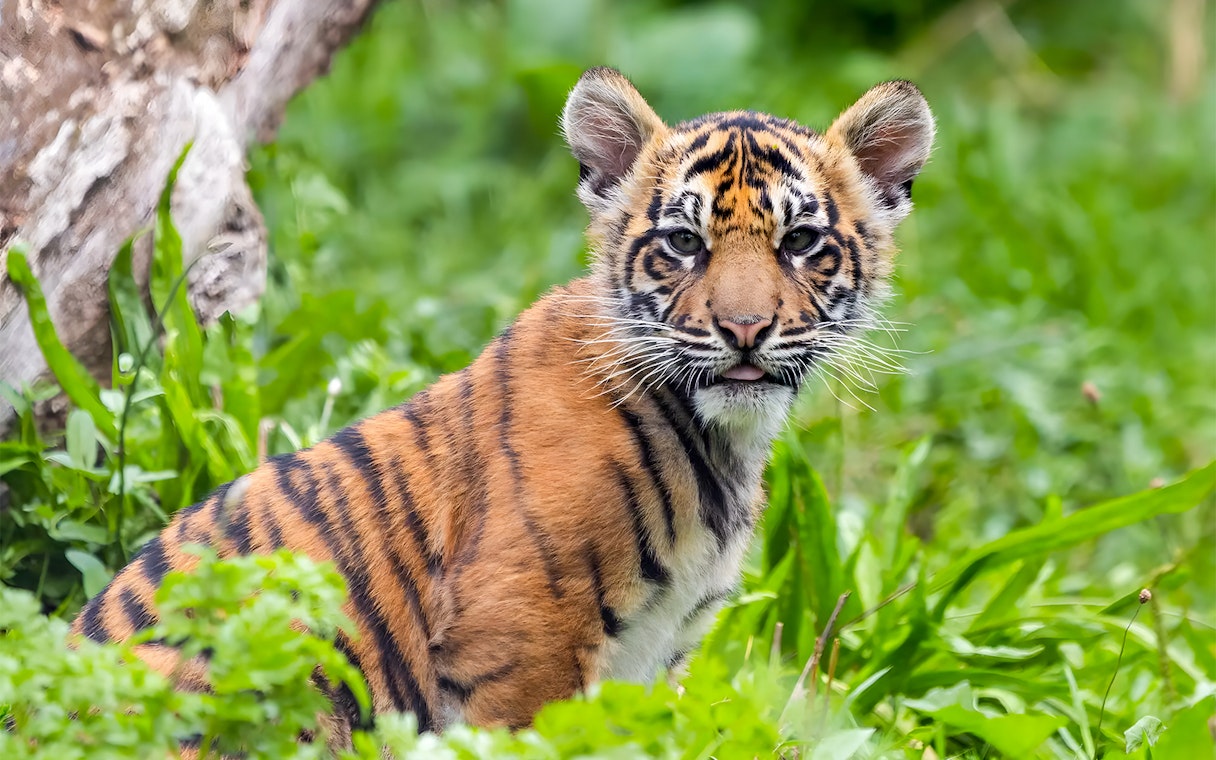 Tiger cub sitting in grass at London Zoo.