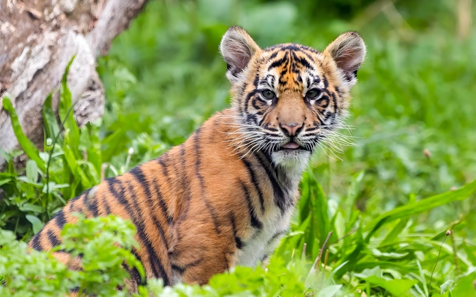 Tiger cub sitting in grass at London Zoo.
