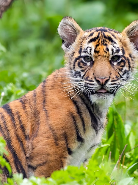 Tiger cub sitting in grass at London Zoo.