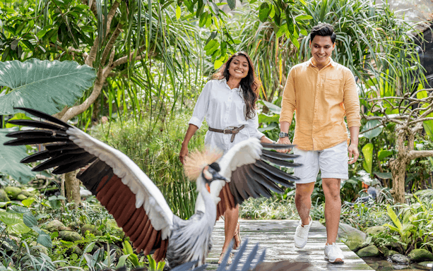 Couple walking through lush greenery at Bali Bird Park with a bird in flight.