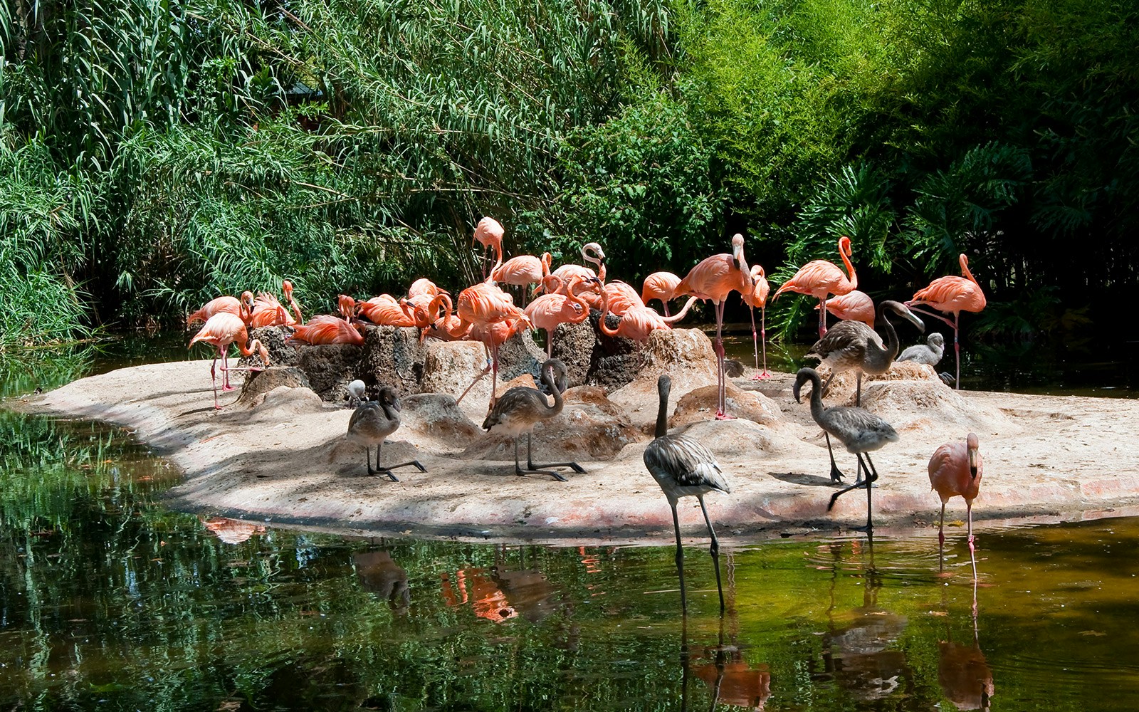Flamingos at Barcelona Zoo with Barcelona Card access.